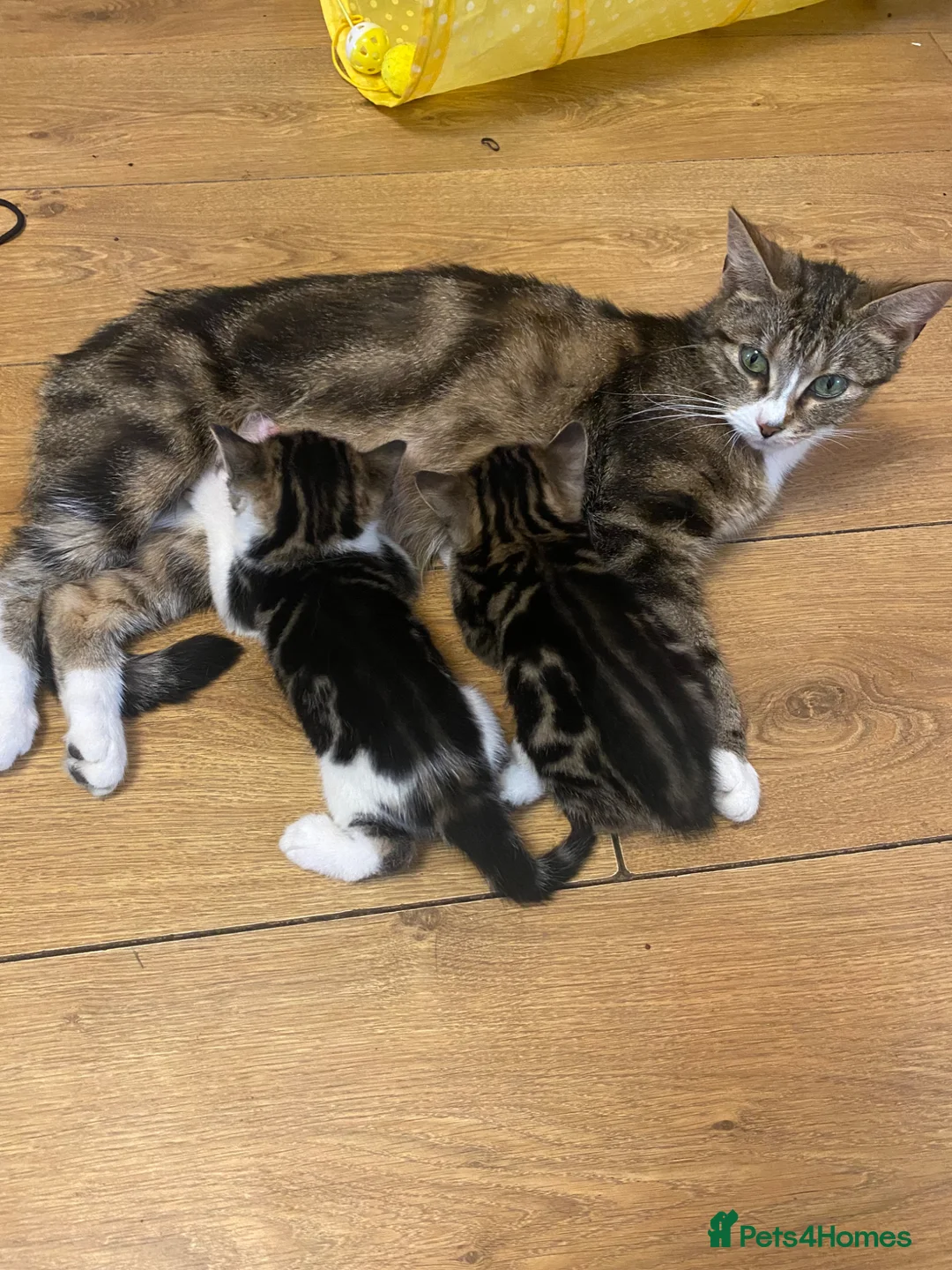 Bengal cats for sale: Bengal crossed kittens  - Advert 1