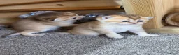 British Shorthair cats for sale: British Shorthair Golden Chinchilla Kittens - Advert 6