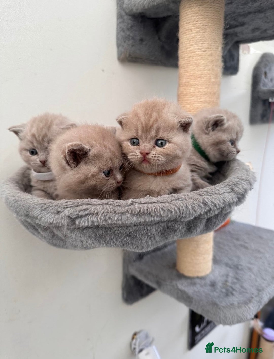 British Shorthair cats for sale: Purebred lilac British Shorthair - Image 1
