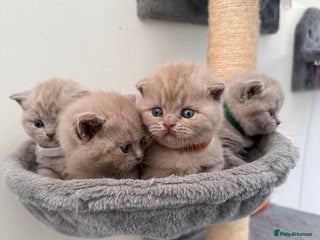 British Shorthair cats - Advert 36