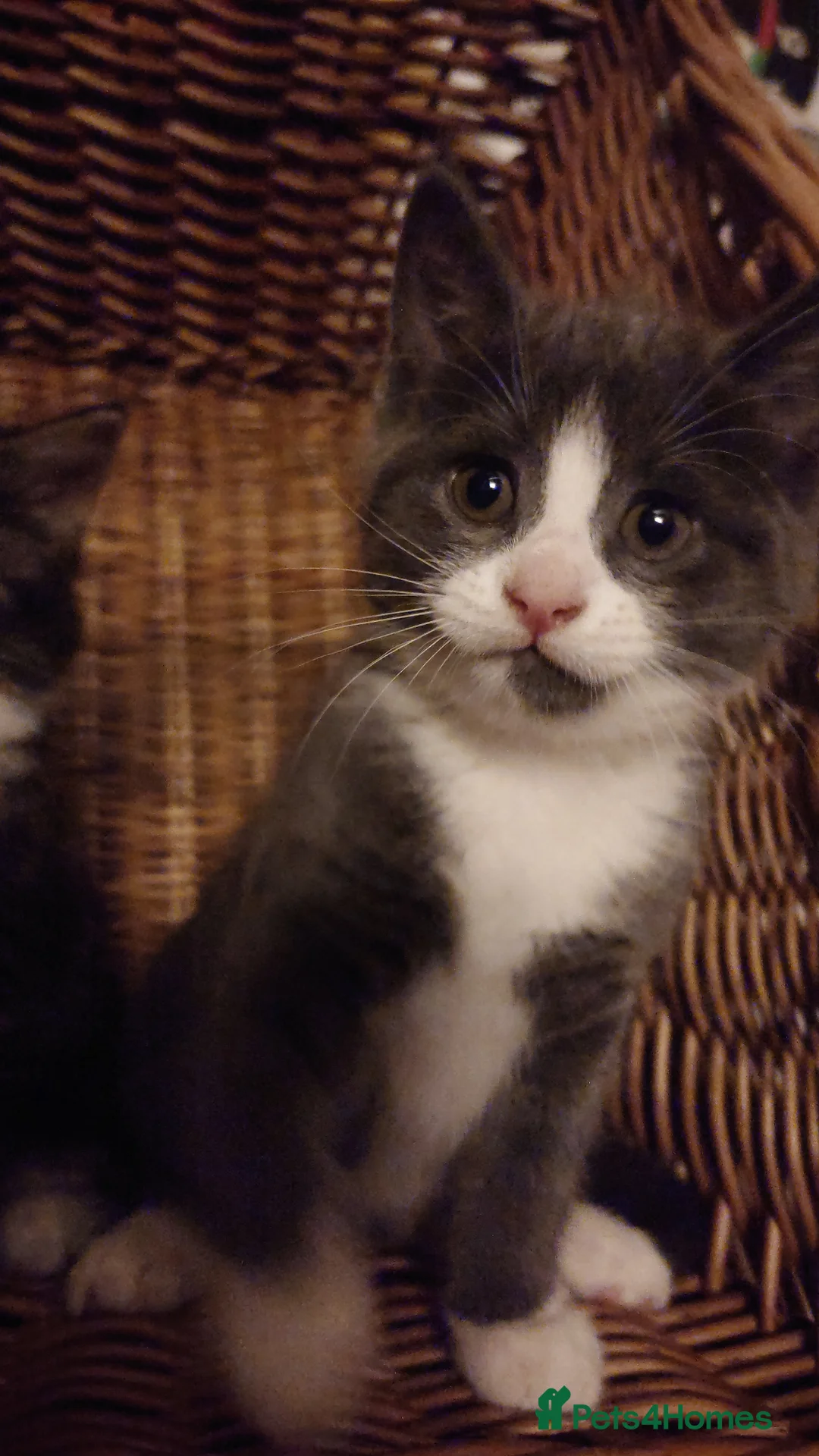 Mixed Breed cats for sale: HWe have 2boys,11 weeks old ready garden house pls - Advert 7