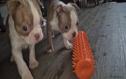 Boston Terrier dogs for sale: KC Reg female Boston Terrier Puppy  in Bristol - Image 15