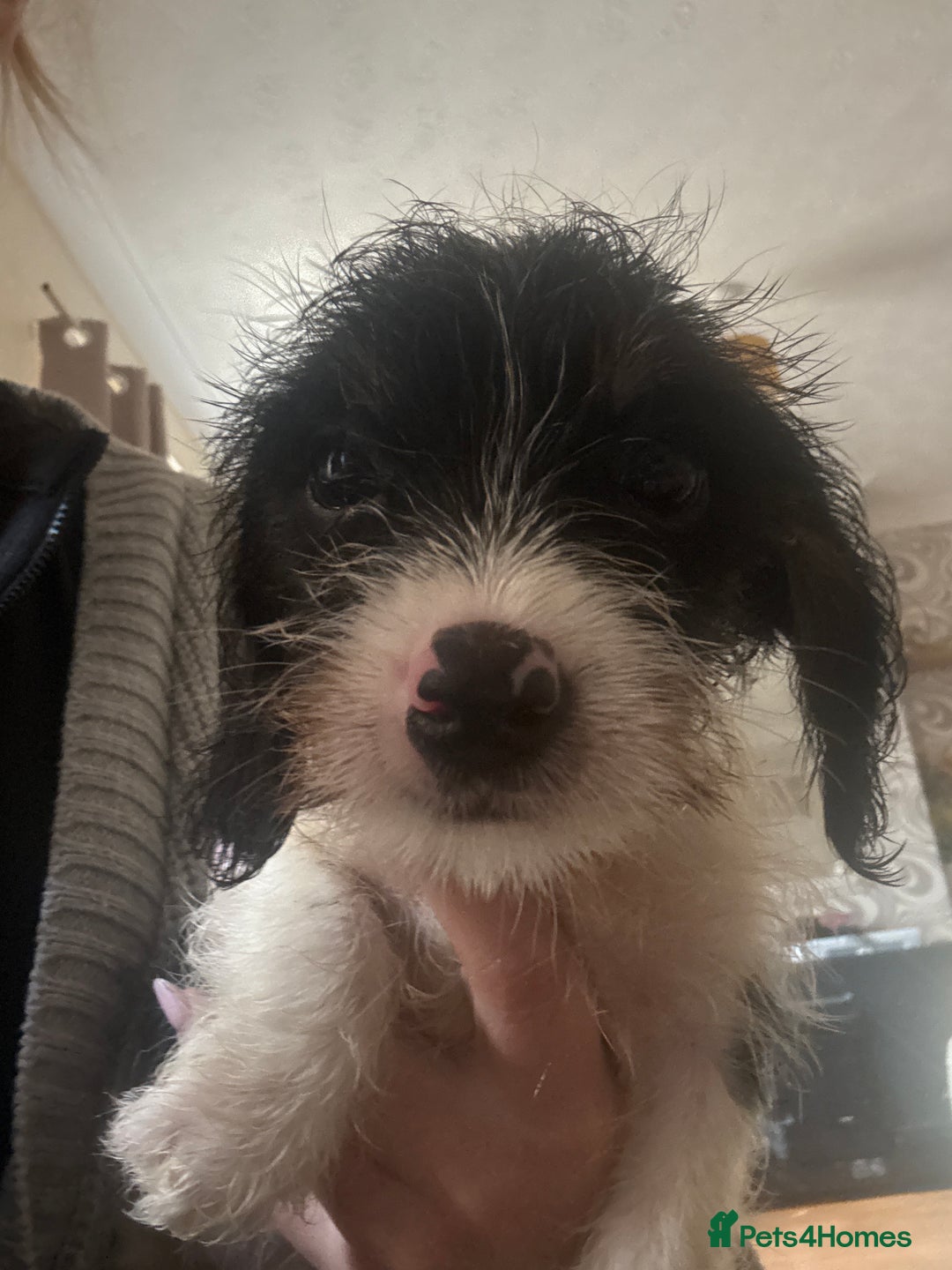 Dachshund dogs for sale: 5 dachshund x cavachon pups for sale  - Image 22