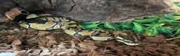 Mixed Breed reptiles for sale: 2 geckos 3 snakes  - Advert 5