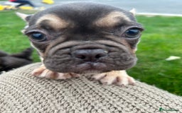 French Bulldog dogs for sale: 4 French bulldog puppies  - Image 15