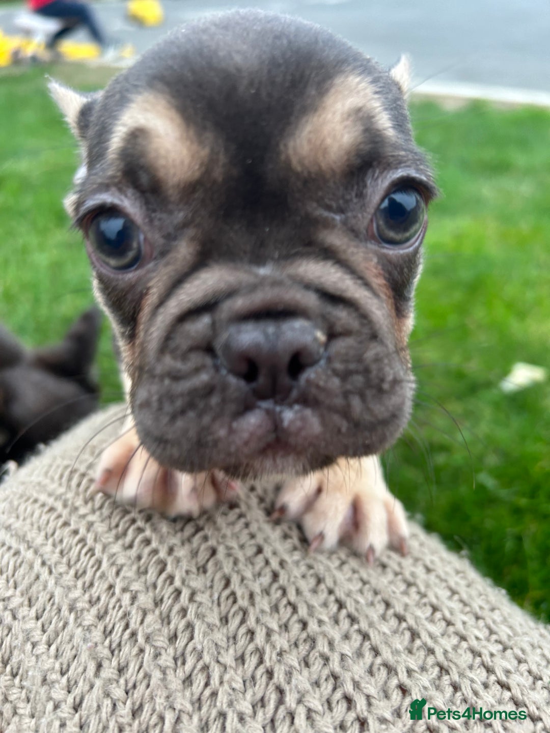 French Bulldog dogs for sale: 4 French bulldog puppies  - Image 15