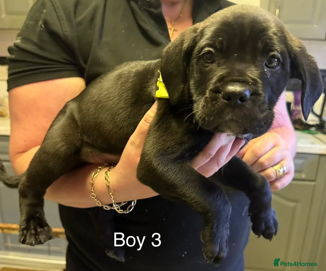 Cane Corso dogs for sale: Cane Corso puppies ready to go - Advert 4