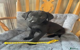 Labrador Retriever dogs for sale: Beautiful KC Reg Labrador Pups - Image 6