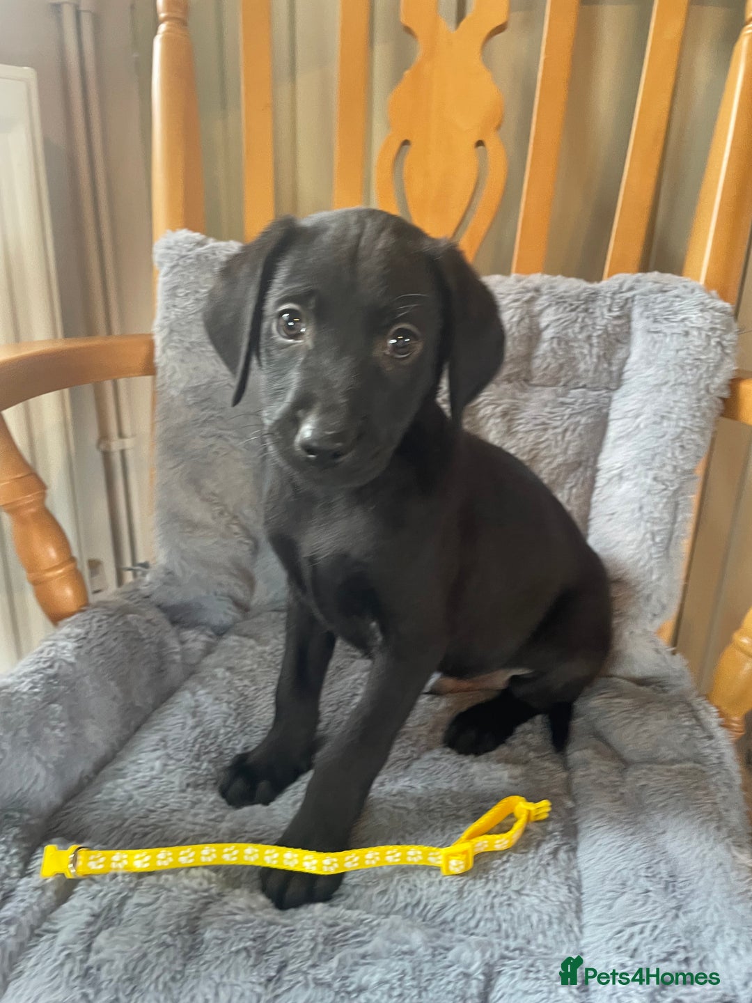 Labrador Retriever dogs for sale: Beautiful KC Reg Labrador Pups - Image 6