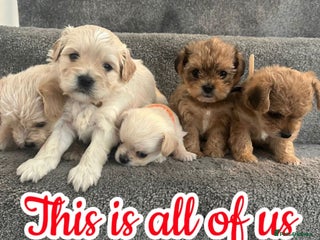 Mixed Breed dogs for sale: 🐾 Adorable Puppies Ready for Forever Homes 🐾 - Advert 1