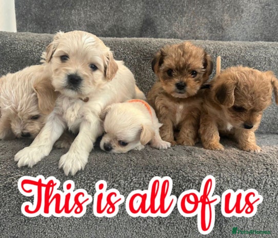 Mixed Breed dogs 🐾 Adorable Puppies Ready for Forever Homes 🐾 - Advert 1