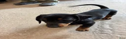 Dachshund dogs for sale: Daschund Puppies in Bridgwater - Advert 3