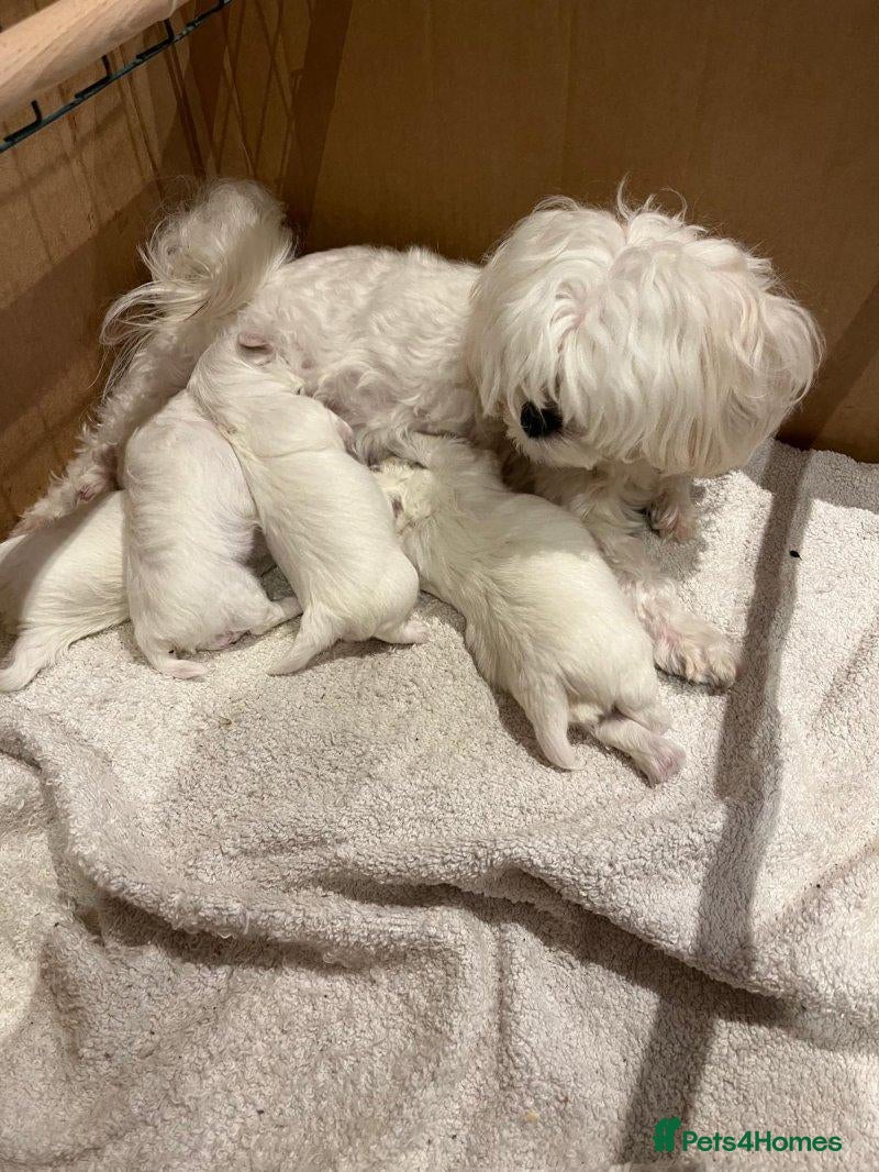 Maltese dogs Beautiful Maltese Puppies — 1 Boy, 2 Girls. - Advert 1