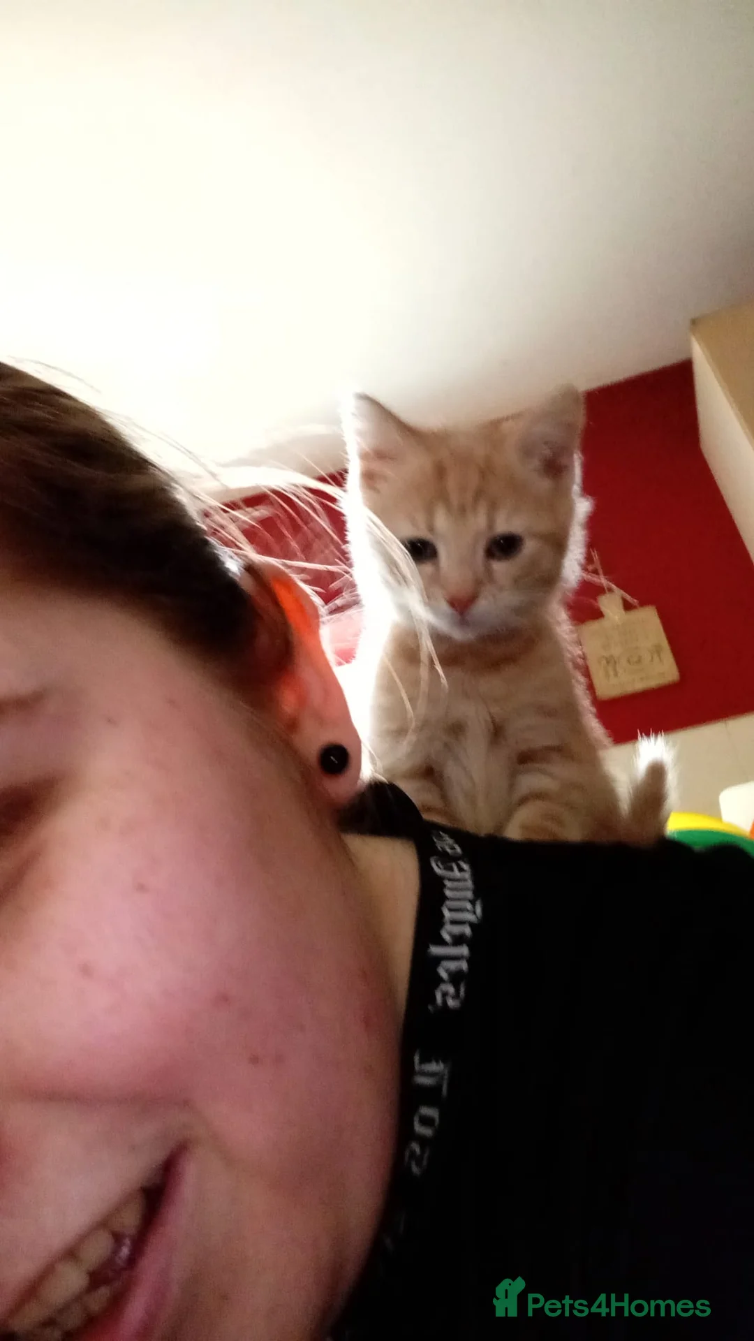 Mixed Breed cats for sale: 2 kittens  - Advert 3