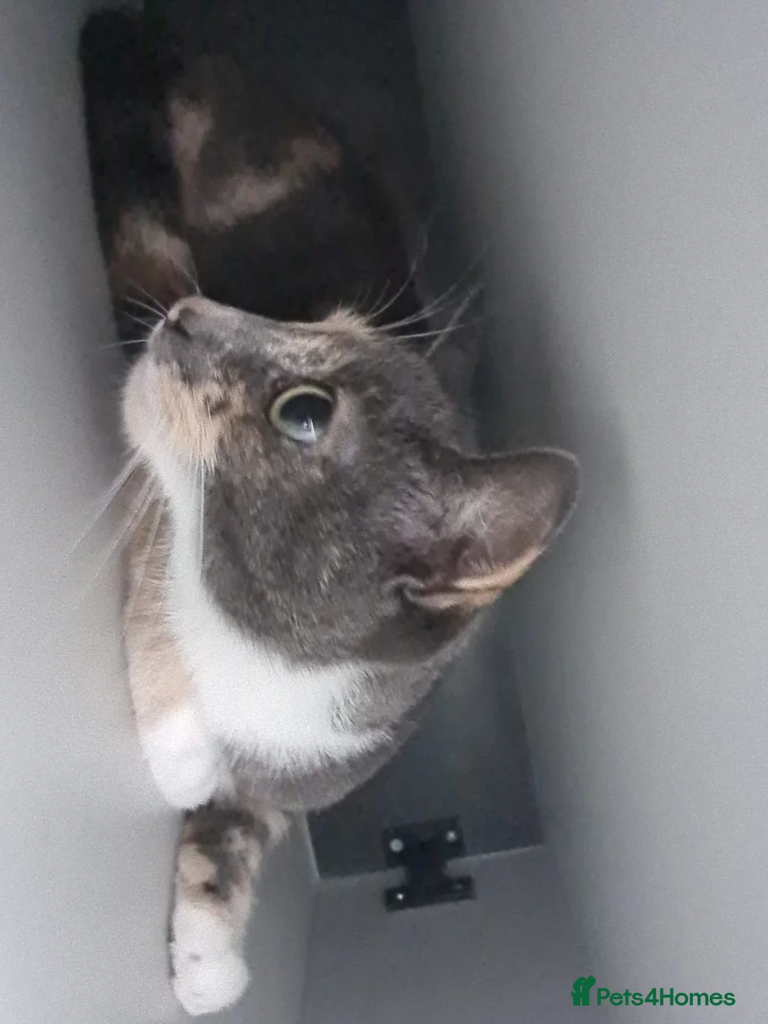 Mixed Breed cats for sale: Bengal BSH Cross Kittens - Advert 4