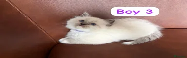 Ragdoll Kitten 3