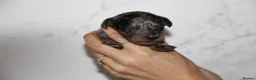 Miniature Poodle dogs for sale: Beautiful miniature poodle puppies  - Advert 7