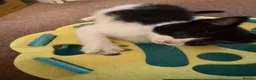 Mixed Breed cats for sale: Two adorable kittens  - Advert 2