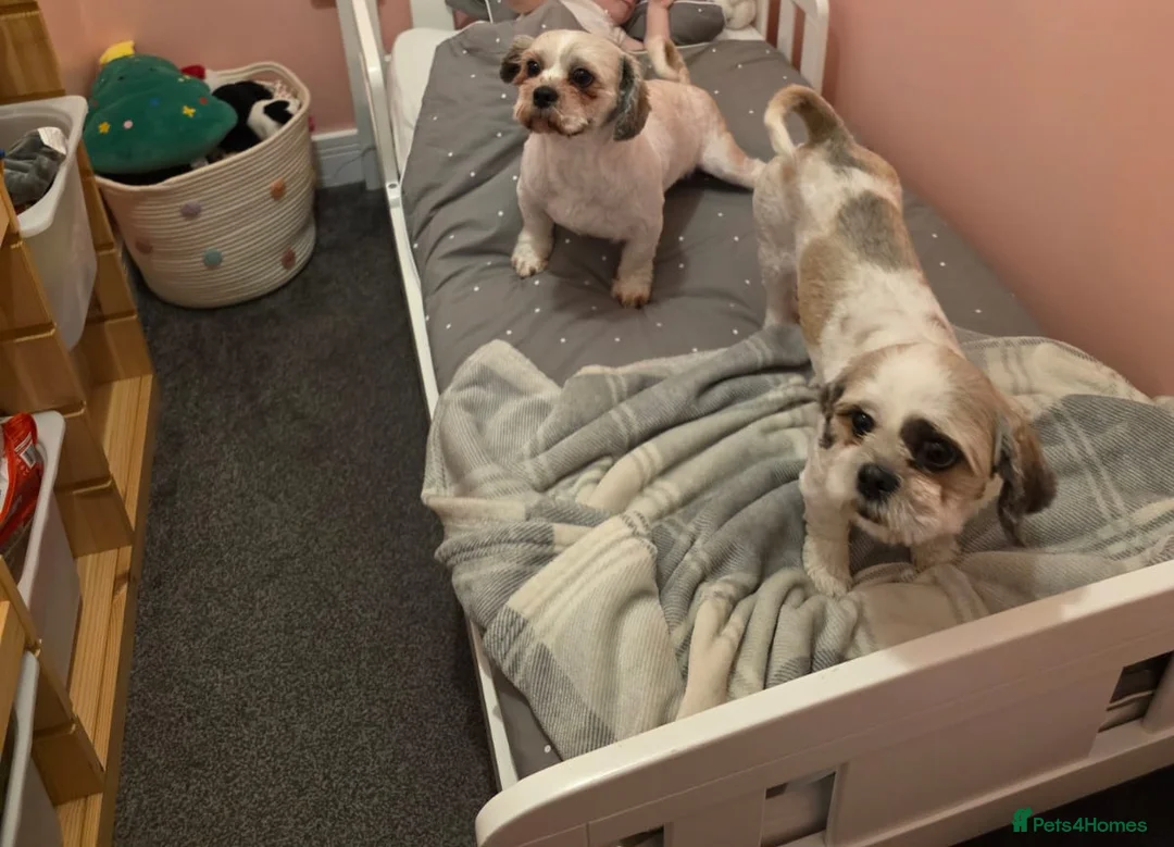 Shih Tzu dogs for sale: Shih tzu in Cannock - Advert 12