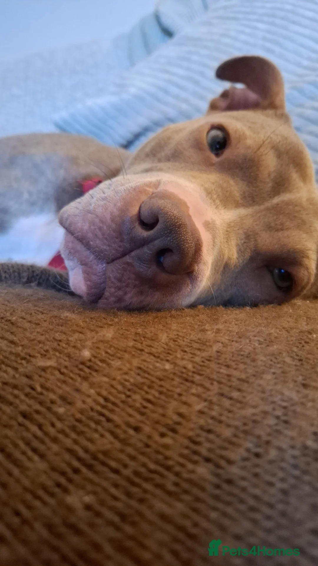 Mixed Breed dogs for sale: Staffy x Female x  - Advert 6