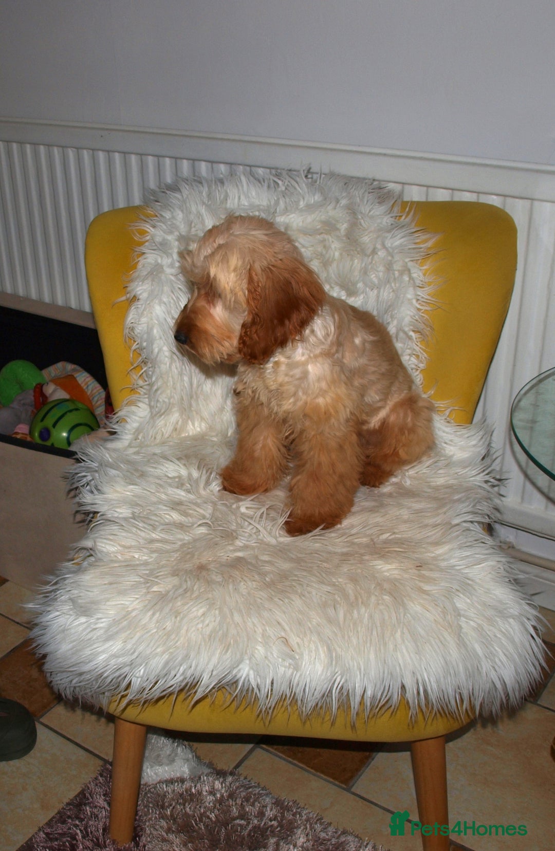 Cockapoo dogs for sale: Cockerpoo Puppy 5mths old - Image 4