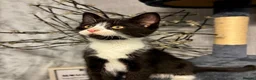 Mixed Breed cats for sale: Beautiful tuxedo kittens - Advert 24