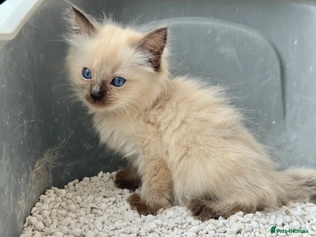 Ragdoll cats for sale: Ragdoll GCCF registered kittens - 9 weeks old - Advert 1