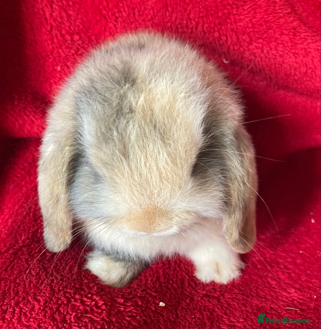 Mini Lop rabbits for sale: Gorgeous Pure Mini Lop Rabbit - Image 4