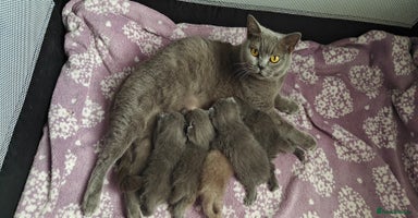 British Shorthair cats - Advert 7