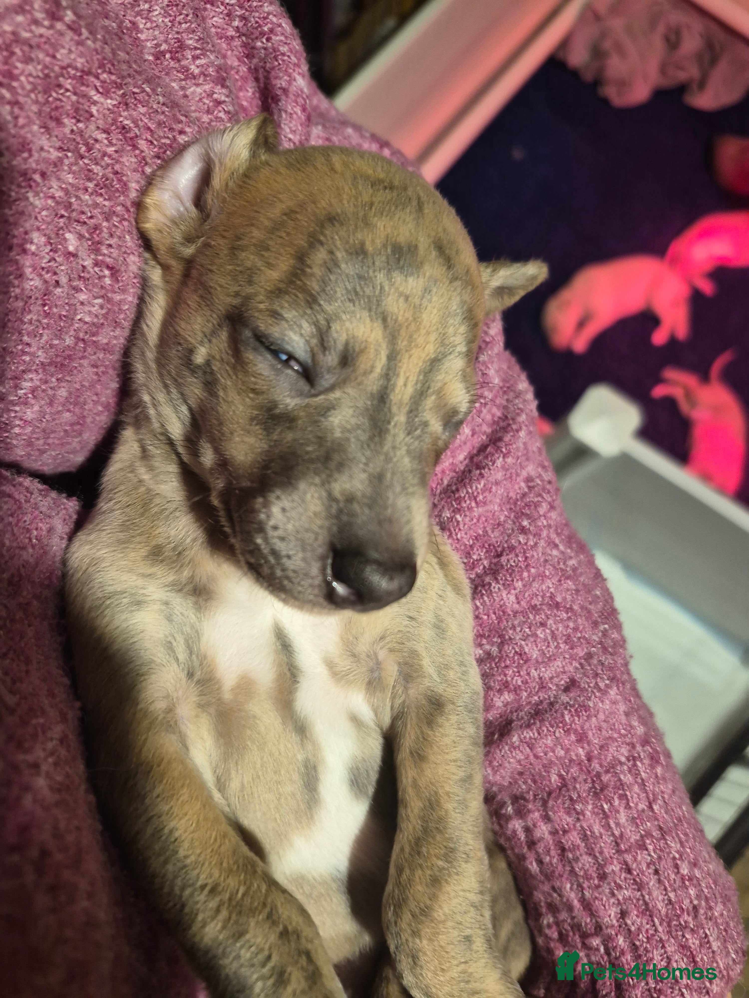 Whippet dogs KC Exceptional Whippet Puppies – Racing Line  - Advert 5