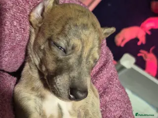 Whippet dogs KC Exceptional Whippet Puppies – Racing Line - Advert 5