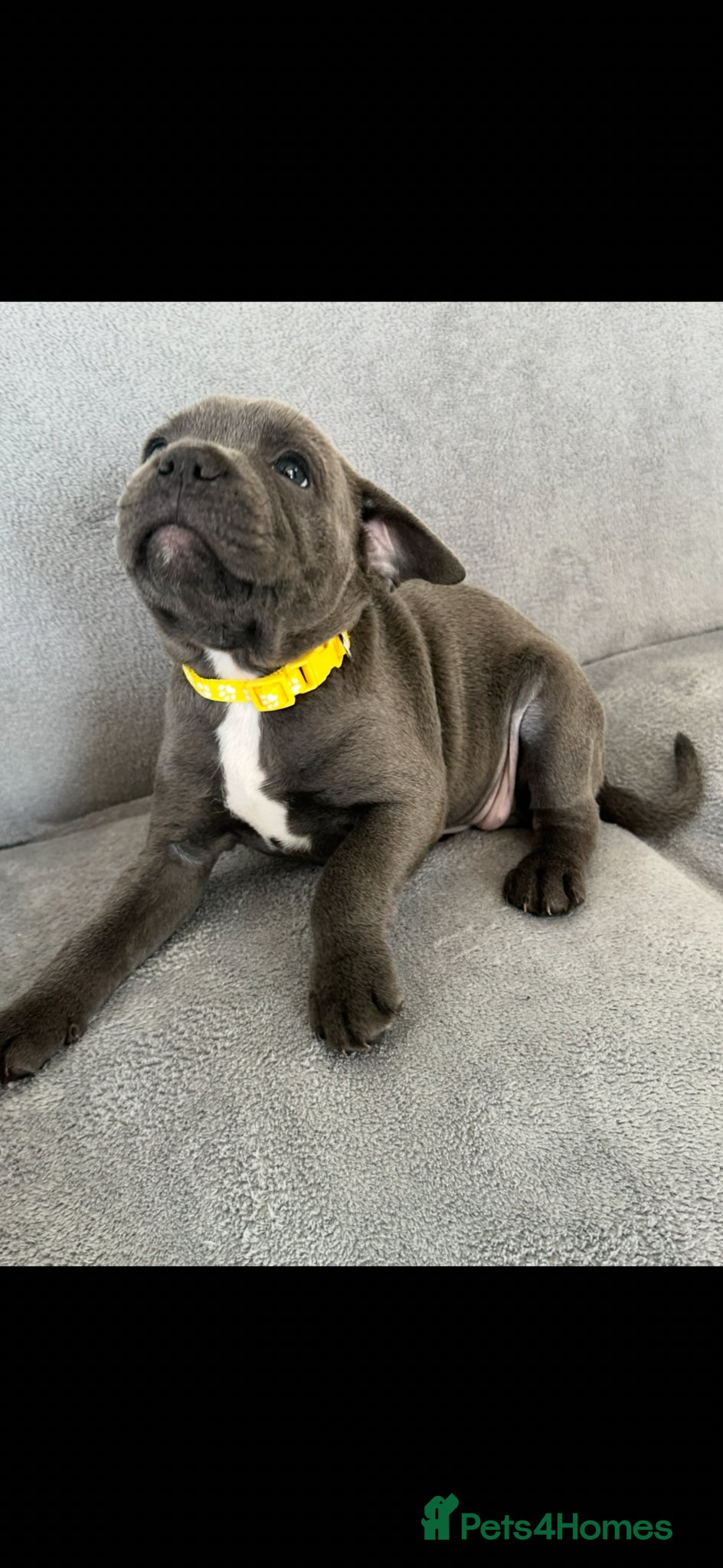 Staffordshire Bull Terrier dogs Staffordshire bull terrier  - Advert 2