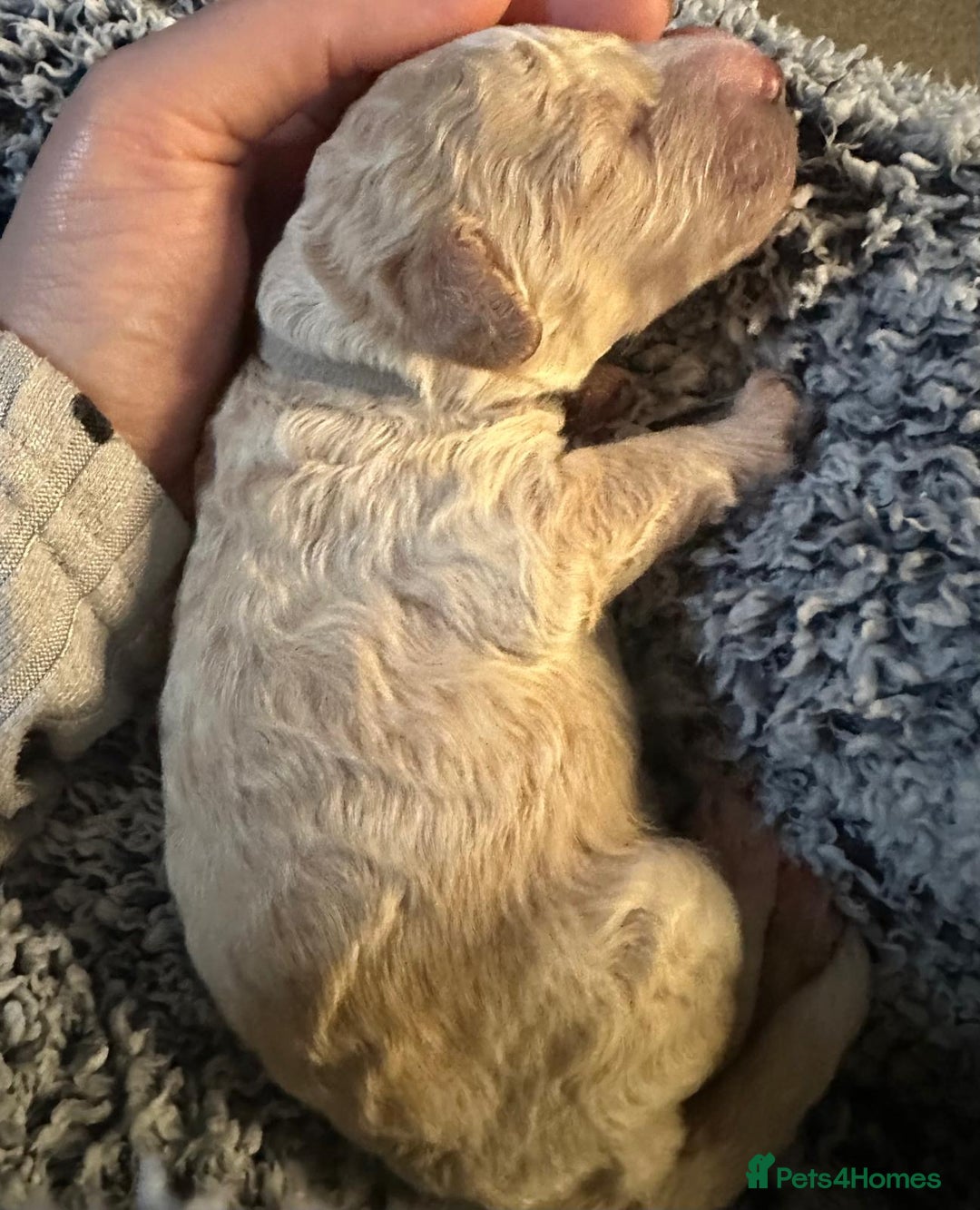 Miniature Poodle dogs for sale: Gorgeous pure bred miniature poodles - Advert 5