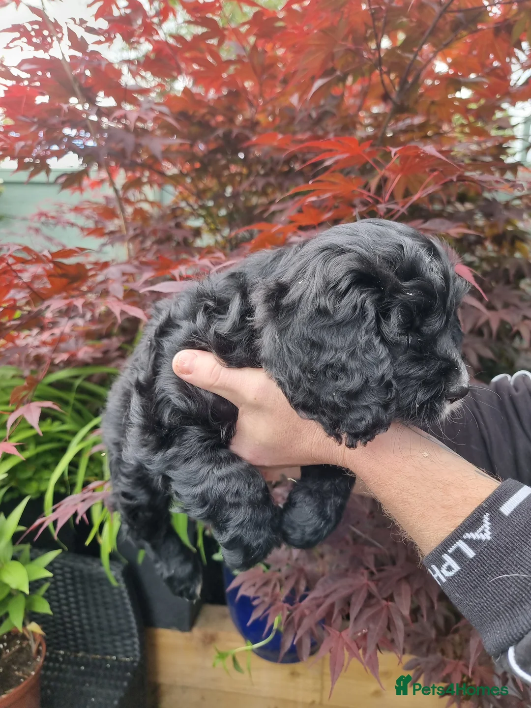 Cockapoo dogs for sale: Stunning f1 toy cockapoo's  - Advert 21
