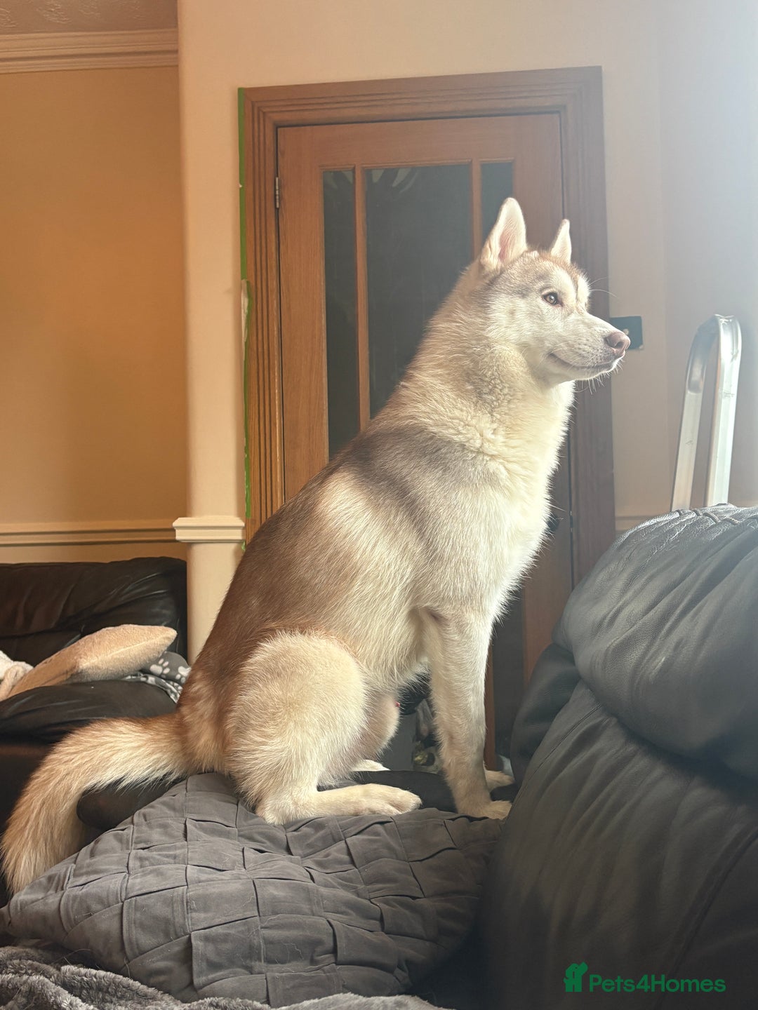 Siberian Husky dogs for stud: 🌟 KC Registered Siberian Husky Available for Stud - Advert 2