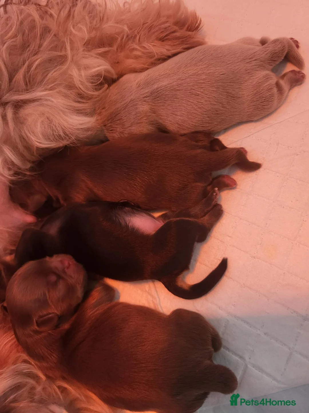 Shih Tzu dogs for sale: Imperial shih tzu  - Advert 14