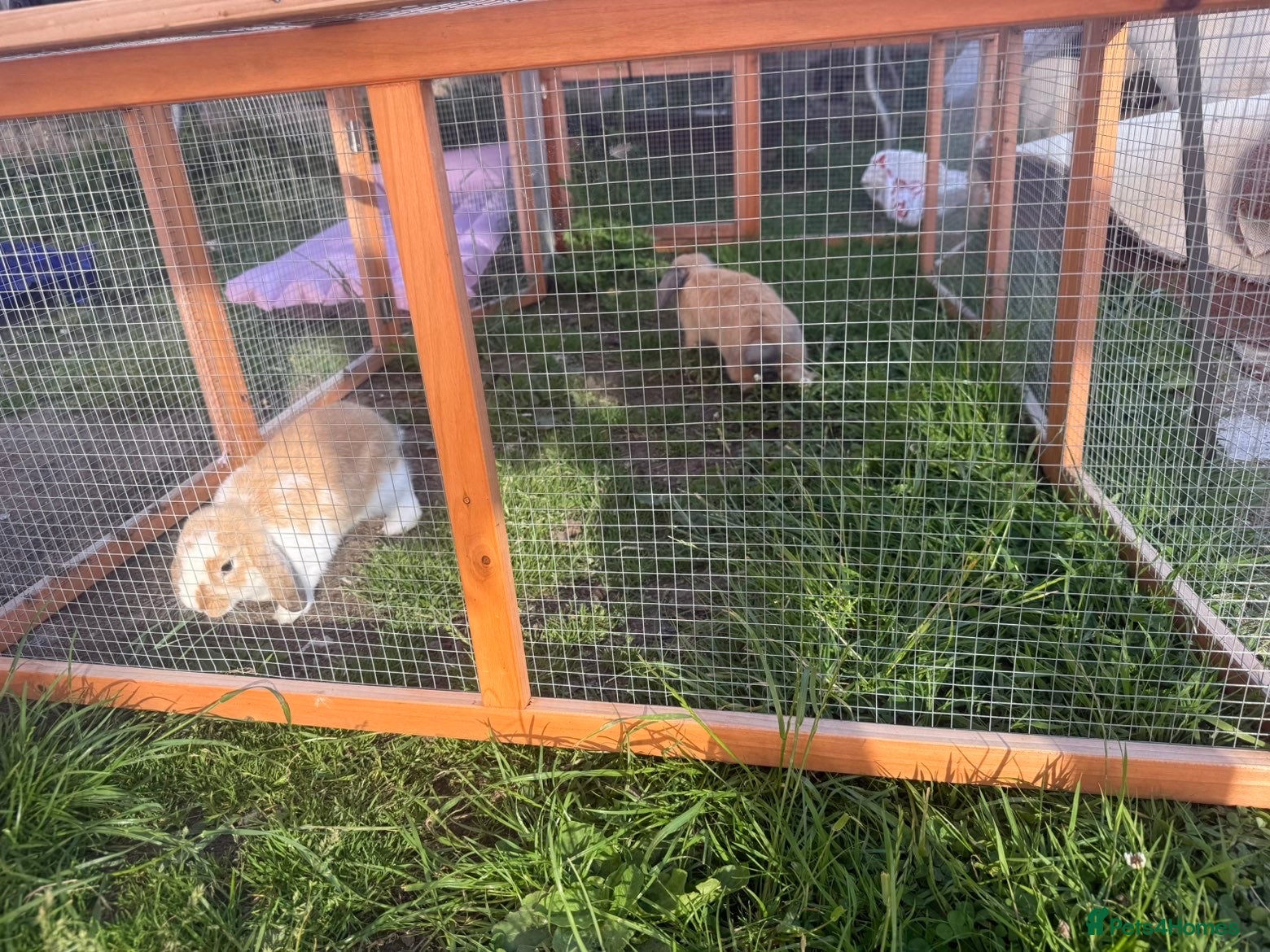 Mini Lop rabbits for sale: 2 mini lop boys in Hull - Advert 8