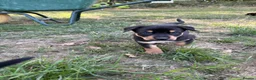 Australian Kelpie dogs for sale: Kelpie cross Collies in Launceston - Advert 16