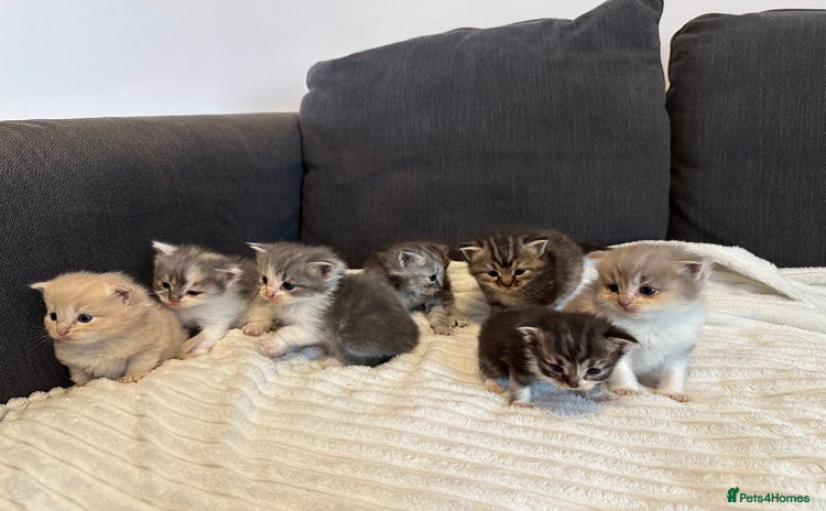 Mixed Breed cats - Advert 15