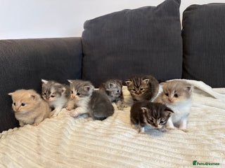 Mixed Breed cats - Advert 29