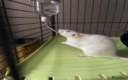 Rat rodents for sale: 2 rats with massive cage and extras - Image 5