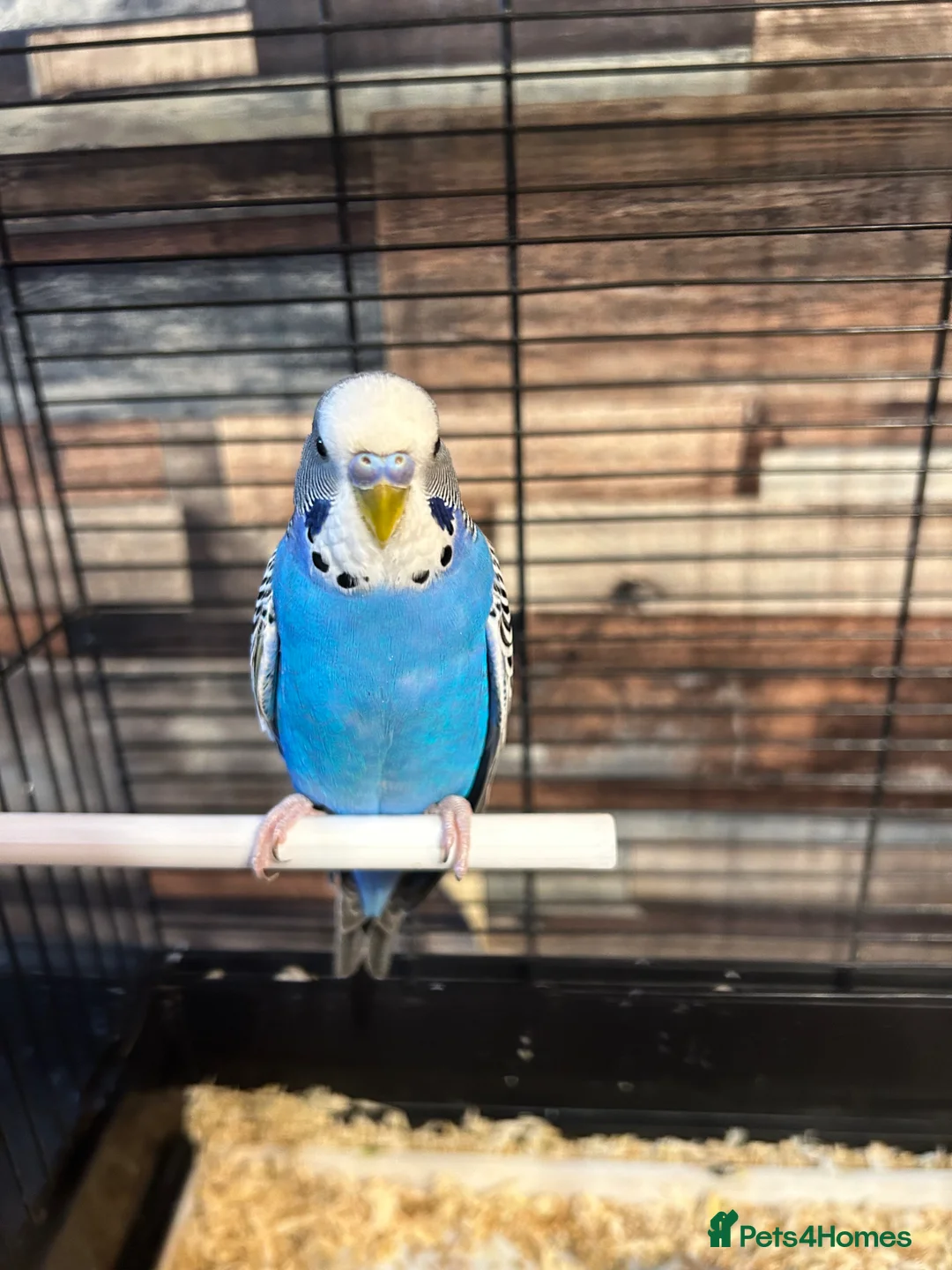 Budgerigars birds for sale: Male budgies  - Advert 1