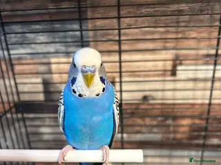 Budgerigars birds Male budgies - Advert 1