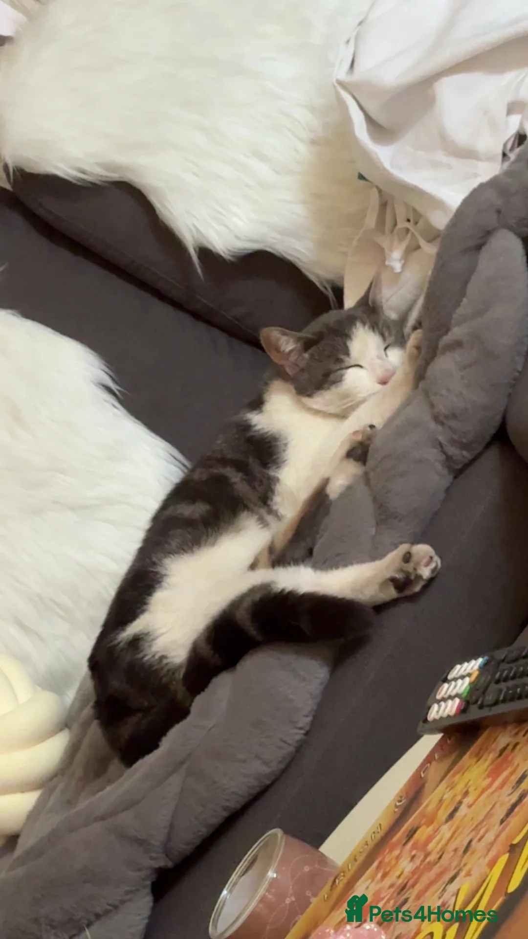 Mixed Breed cats for sale: MALE CAT TO BE REHOMED in Bristol - Advert 2