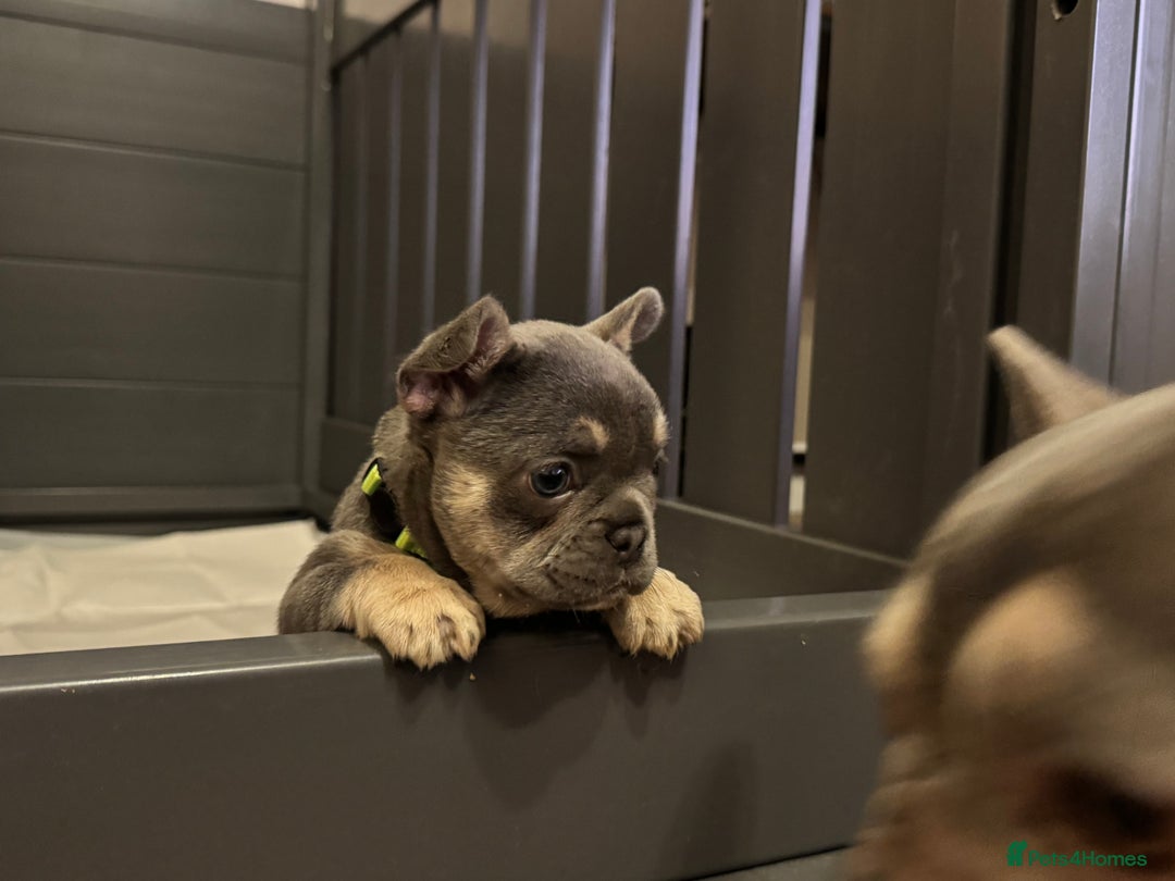 French Bulldog dogs for sale: One Female French bulldog  - Advert 7