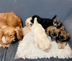 Mixed Breed dogs 6 Stunning Cock-a-chon puppies - Advert 1