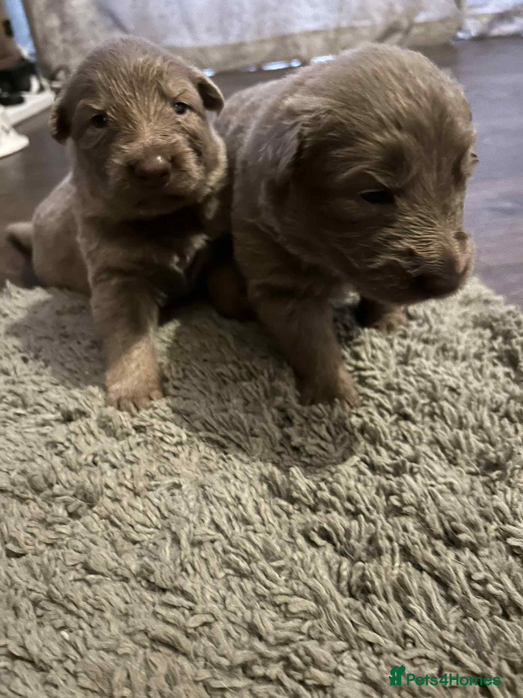 German Shepherd dogs for sale: Very rare Isabella German Shepherd pups - Image 6