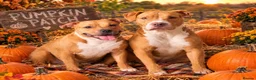 American Bulldog dogs for sale: Female puppy  in Mexborough - Advert 3