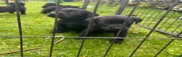Labrador Retriever dogs for sale: KC Registered Black Labrador Puppies in Killin - Advert 6