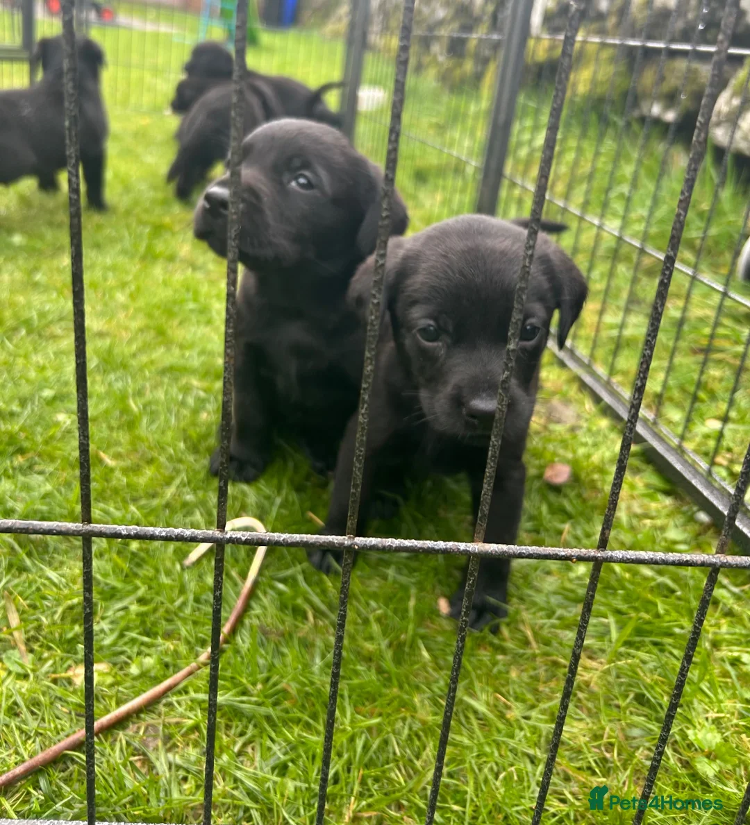 Labrador Retriever dogs for sale: KC Registered Black Labrador Puppies in Killin - Advert 6